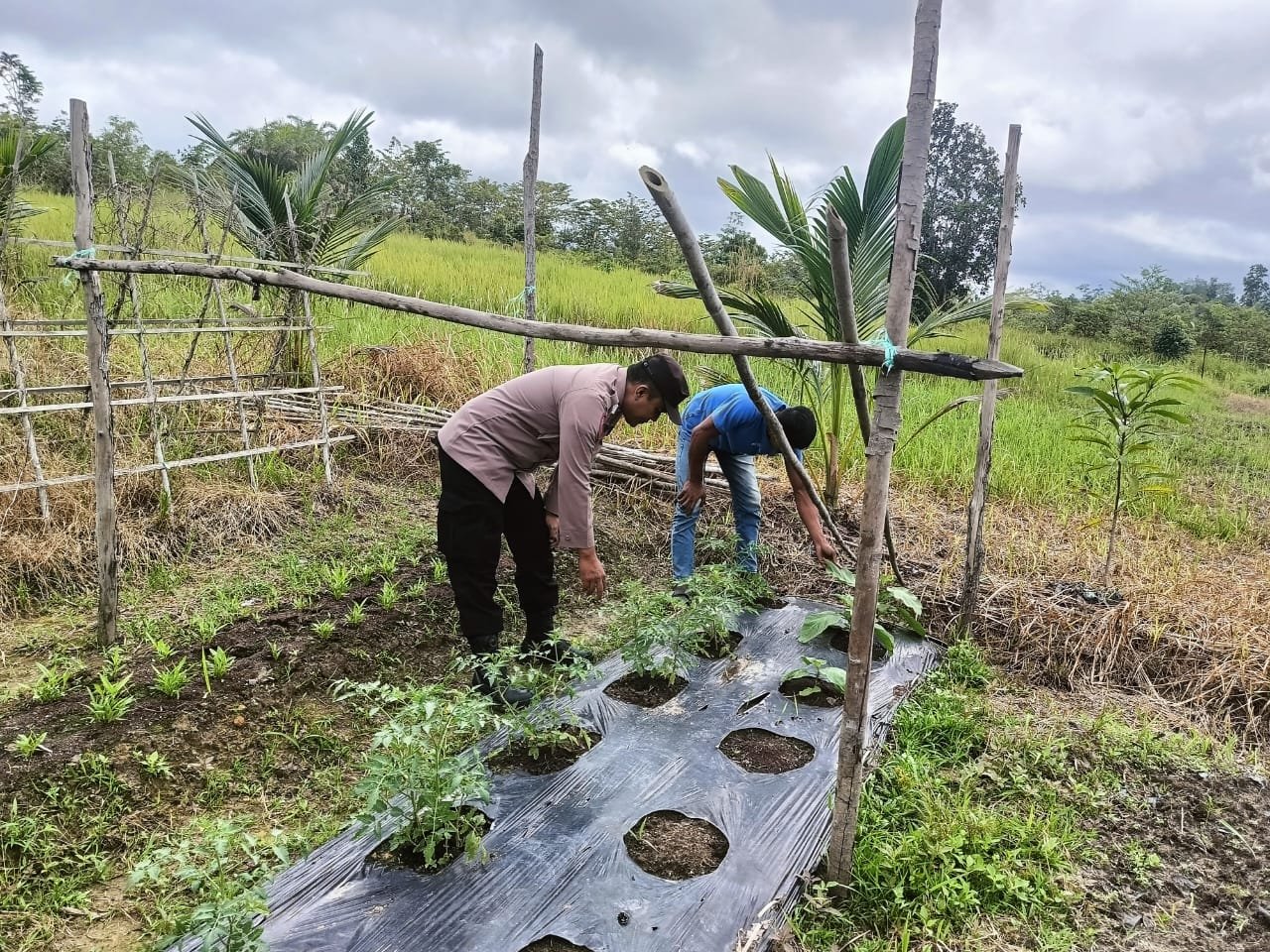 Inspirasi Dari Warga Desa Teluk Nyatu: Manfaatkan Lahan Untuk Ketahanan Pangan