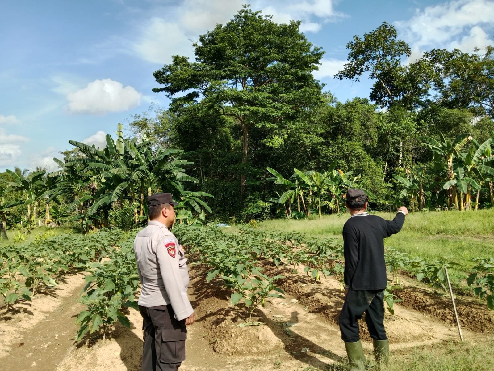 Optimalisasi Lahan Terbatas: Contoh Inspiratif dari Bapak Haelly Laja di Tewah