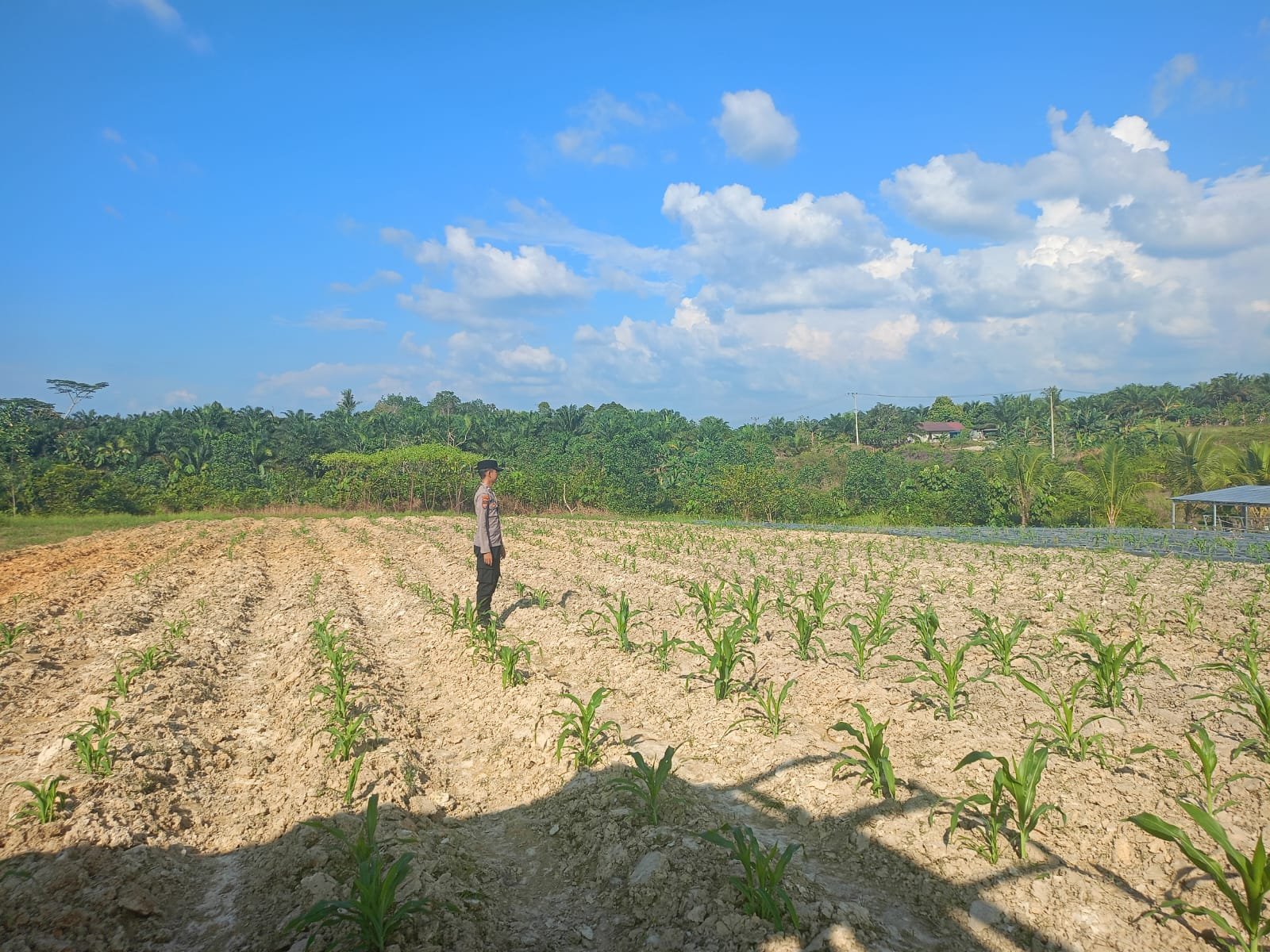 Dukung Swasembada Pangan, Personel Polsek Manuhing Rutin Cek Perkembangan Jagung Tumpang Sari Binaan