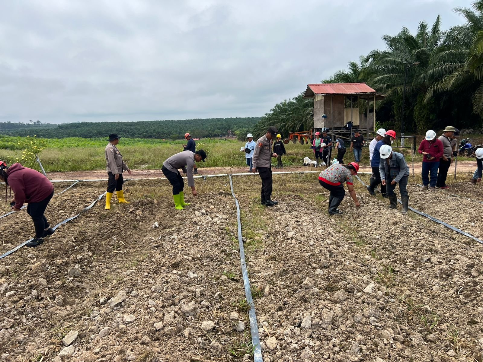 Dukung Ketahanan Pangan Nasional, Polsek Manuhing dan PT. KHS Tanam Jagung di Lahan Seluas 5 Hektare